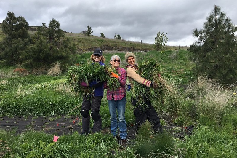 Balfour-Klickitat Loop Trail Invasive Plant Removal, WA