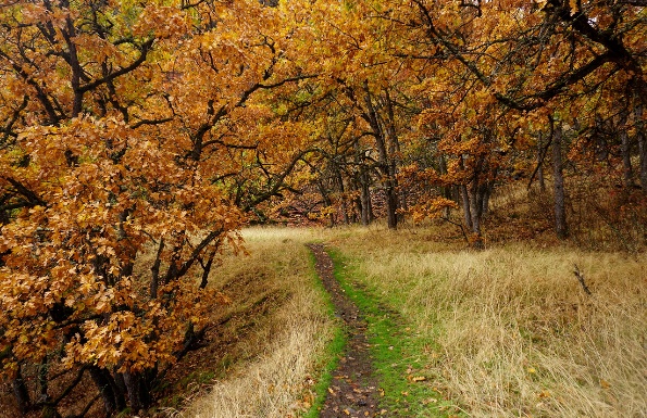 Autumn Grove Orchard