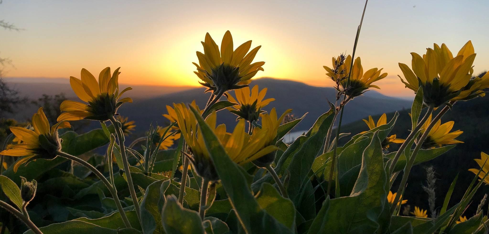 Wildflowers at sunrise, Tom McCall Point: Neil Cadsawan