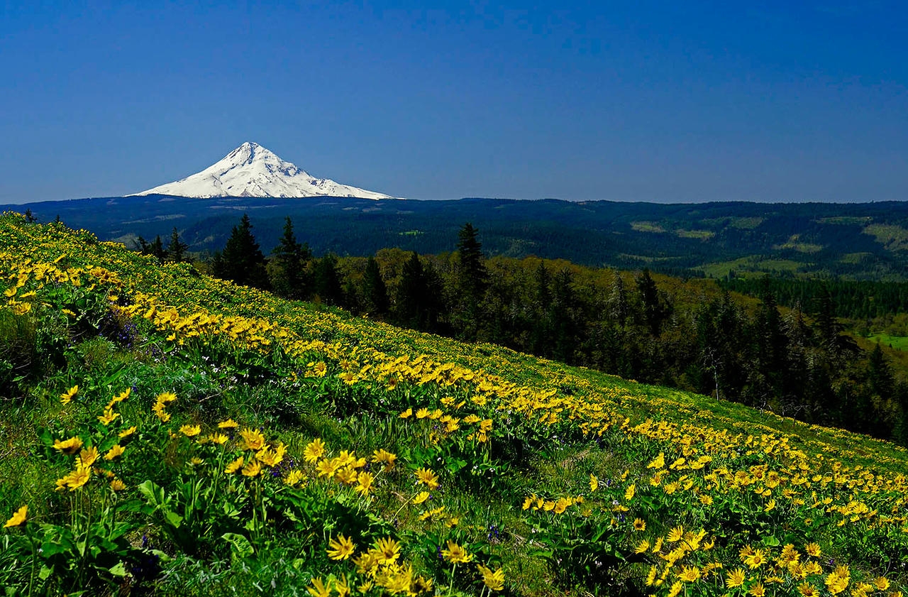 Rowena Plateau, Balsam root with Mt. Hood: Ann Hubard