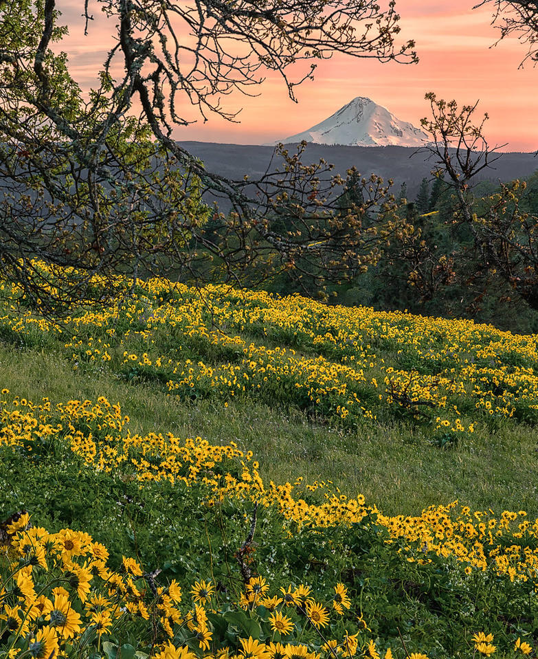 Memaloose Hills, Beauty of Mt. Hood: Daniel Rappaport