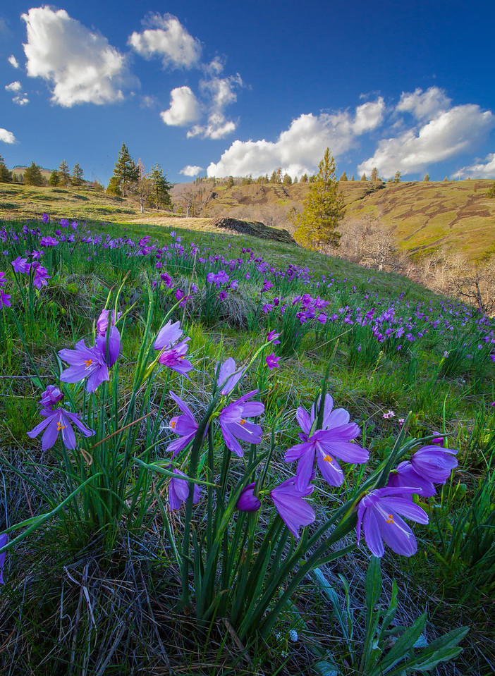 (Hon. Mention) Wildflower- Daniel Rappaport: Grass Widows, Catherine Creek