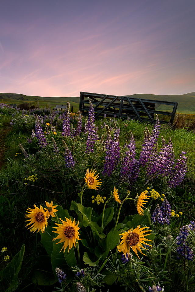 Gateway to Spring, Columbia Hills State Park: Matthew Smith