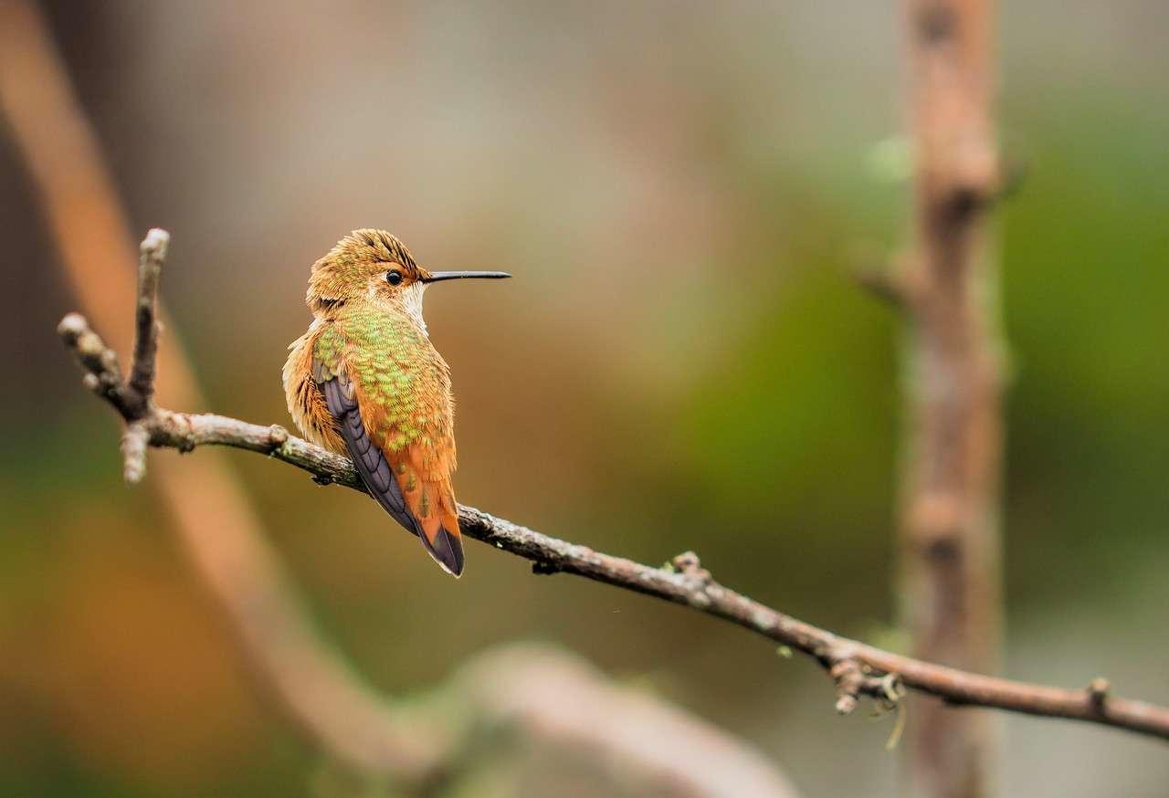 (Hon. Mention) Wildlife- Tim Archer: Hummingbird