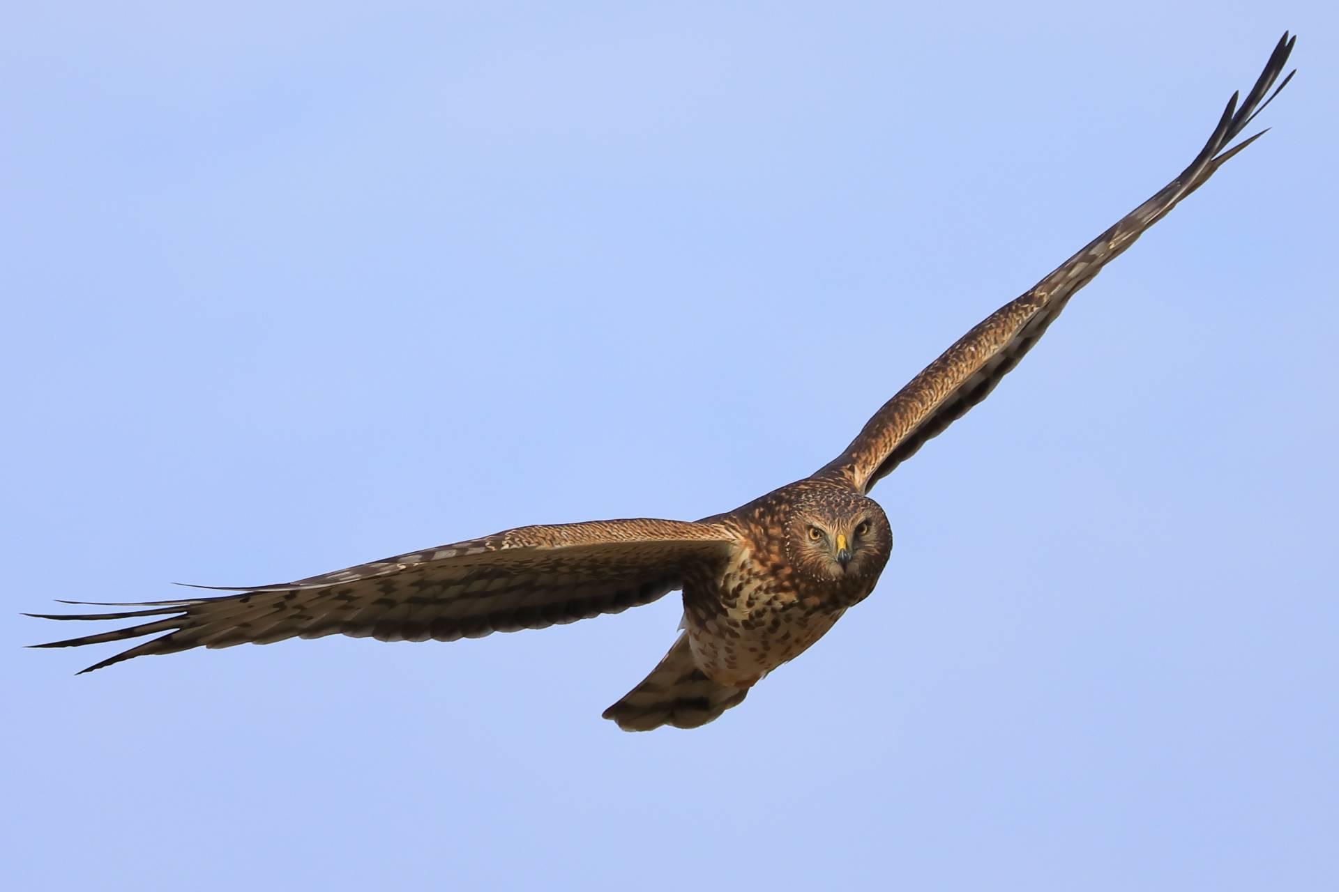 Northern Harrier, Steigerwald Lake: Bill Kirkland