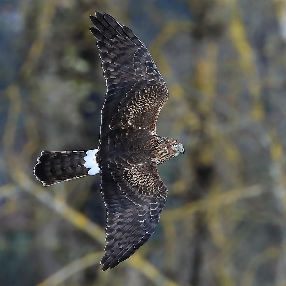 Northern Harrier, Steigerwald Lake: Bill Kirkland