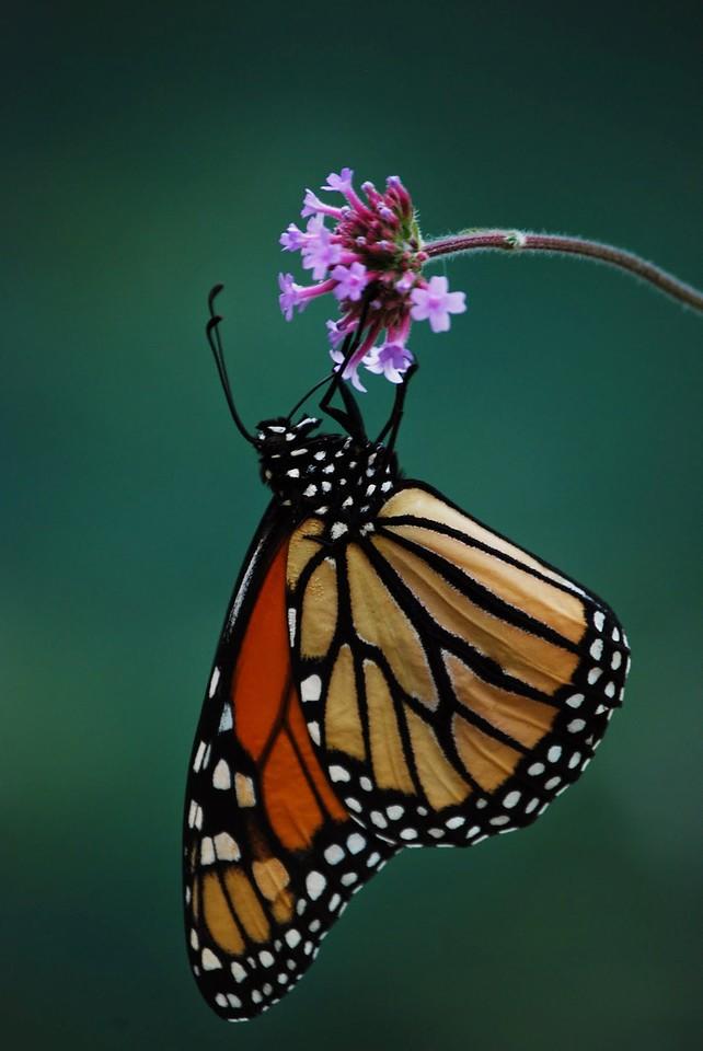 (Hon. Mention) Wildlife- Elizabeth Betts: Monarch butterfly