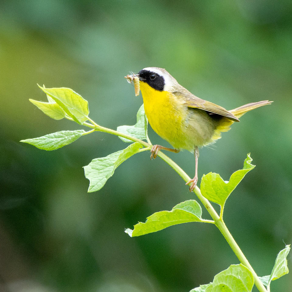 Common Yellowthroat collecting insects, Steigerwald: Michael Sulis