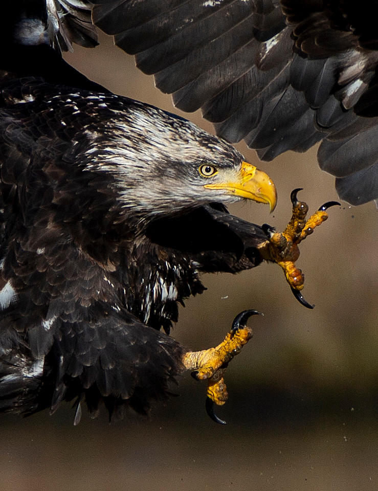 Bald Eagle grasping in flight: Stephen Datnoff