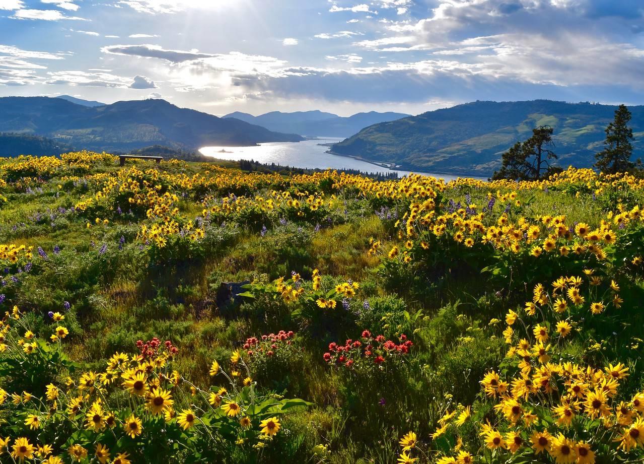 Chatfield Hill, Eastern Gorge in the springtime: Robert Meyers