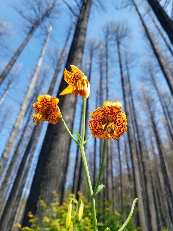 (Hon. Mention) Wildflower- Trevor Leahy: Tiger Lillies