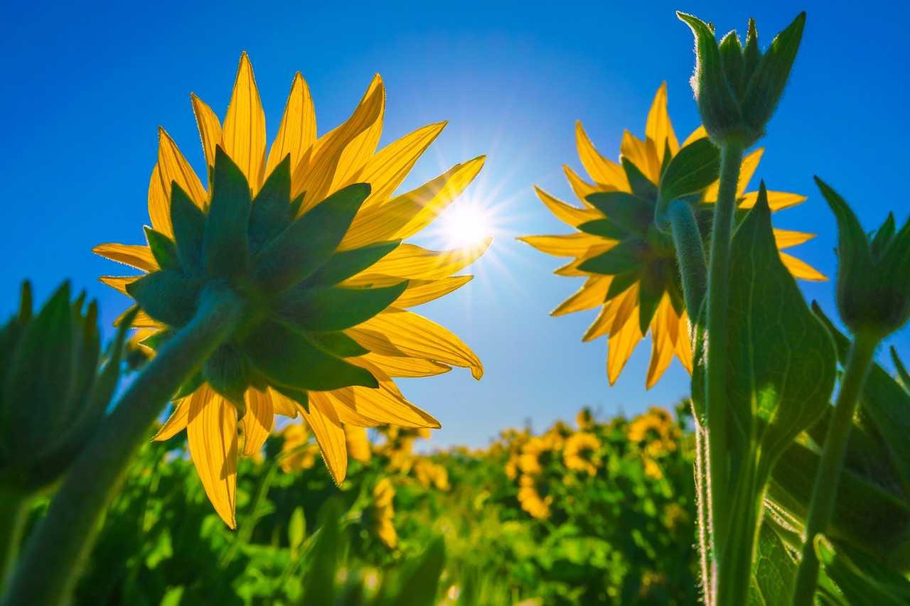 (Category Winner) Wildflower- Tula Top: Arrowleaf Balsamroot