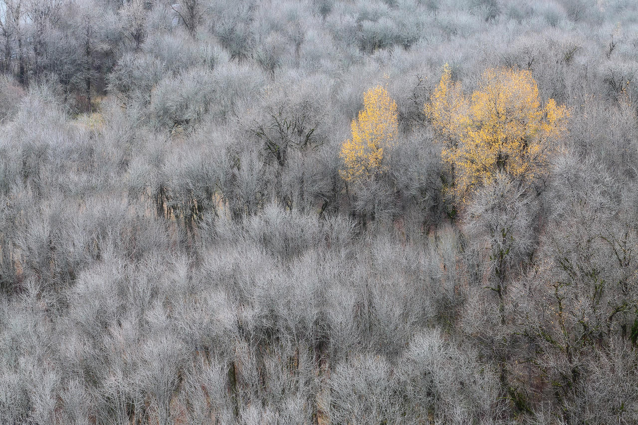 (Category Winner) Scenic Western Gorge- Tula Top: Black cottonwoods