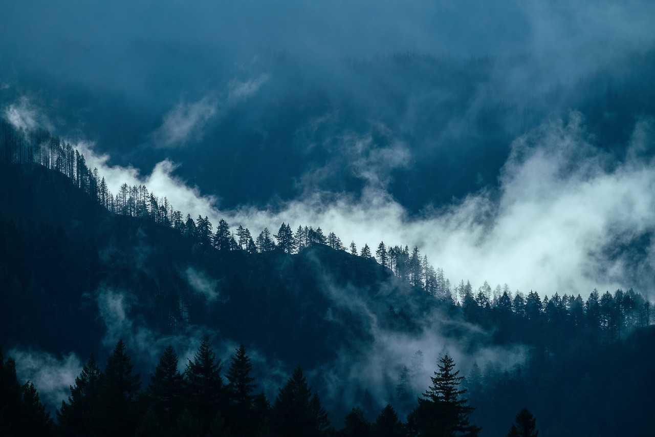 Cascade Locks, Surviving trees: Tula Top