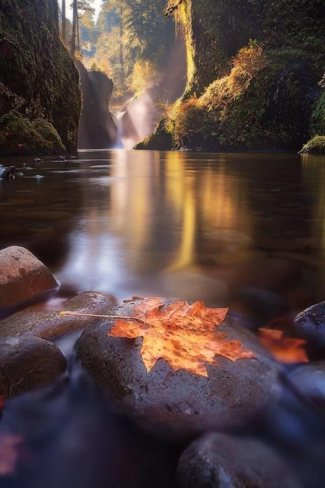 Punch Bowl Falls, Bigleaf Maple Leaf along the water: Tula Top