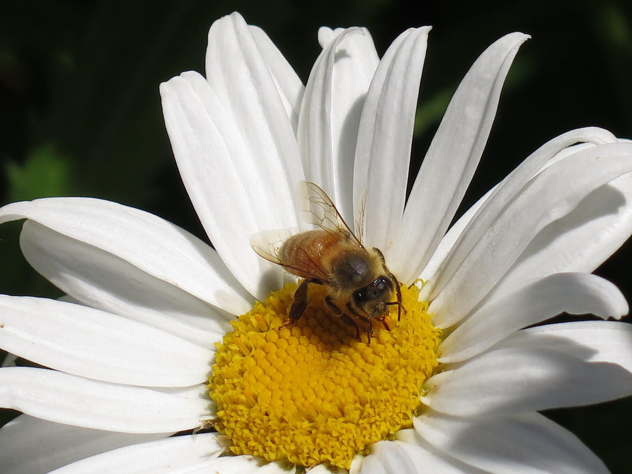 Bee on flower: Hailey Betts