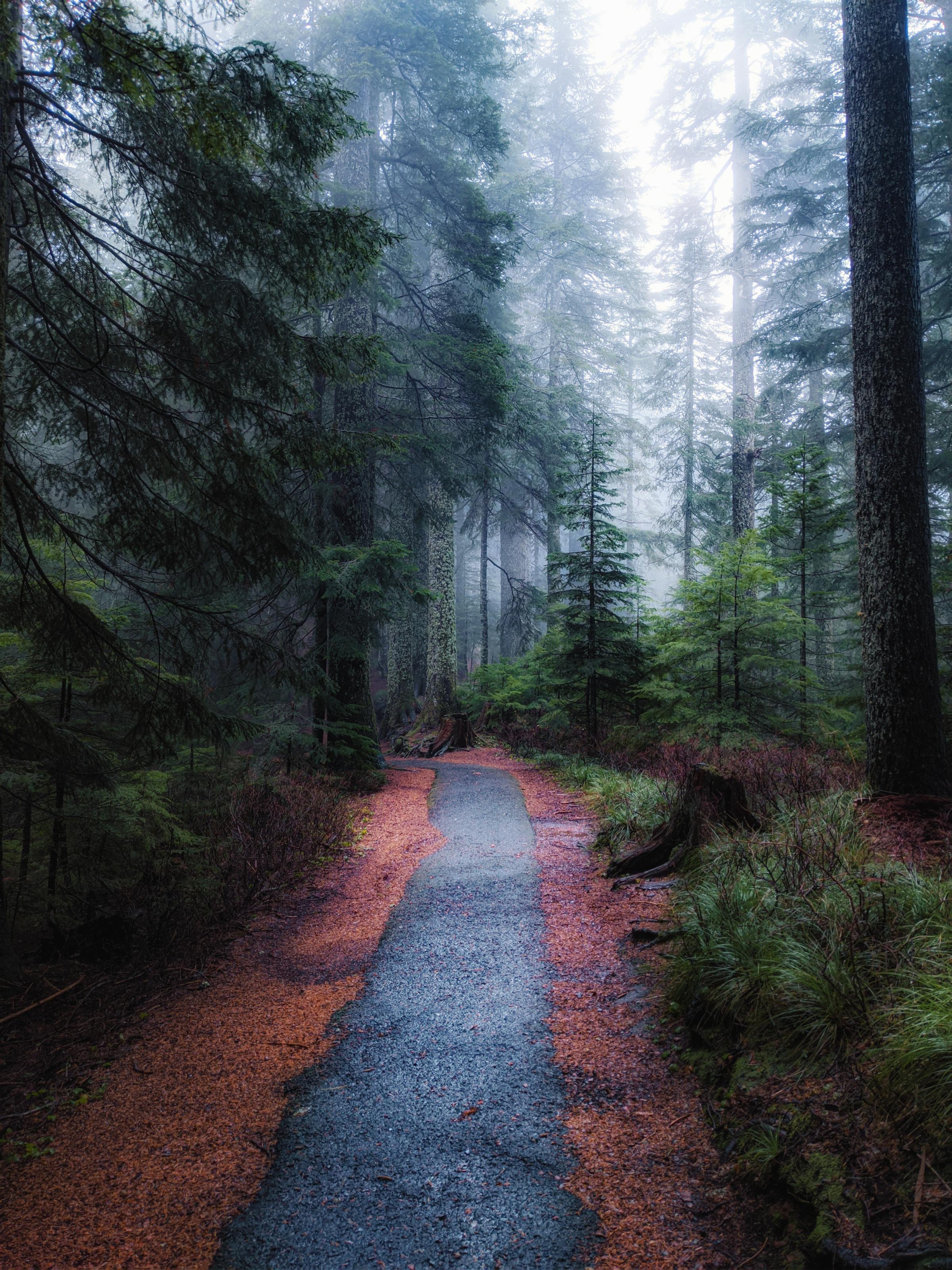 Youth Photographer winner Zach Spidell age 14 - A foggy day on larch mountain