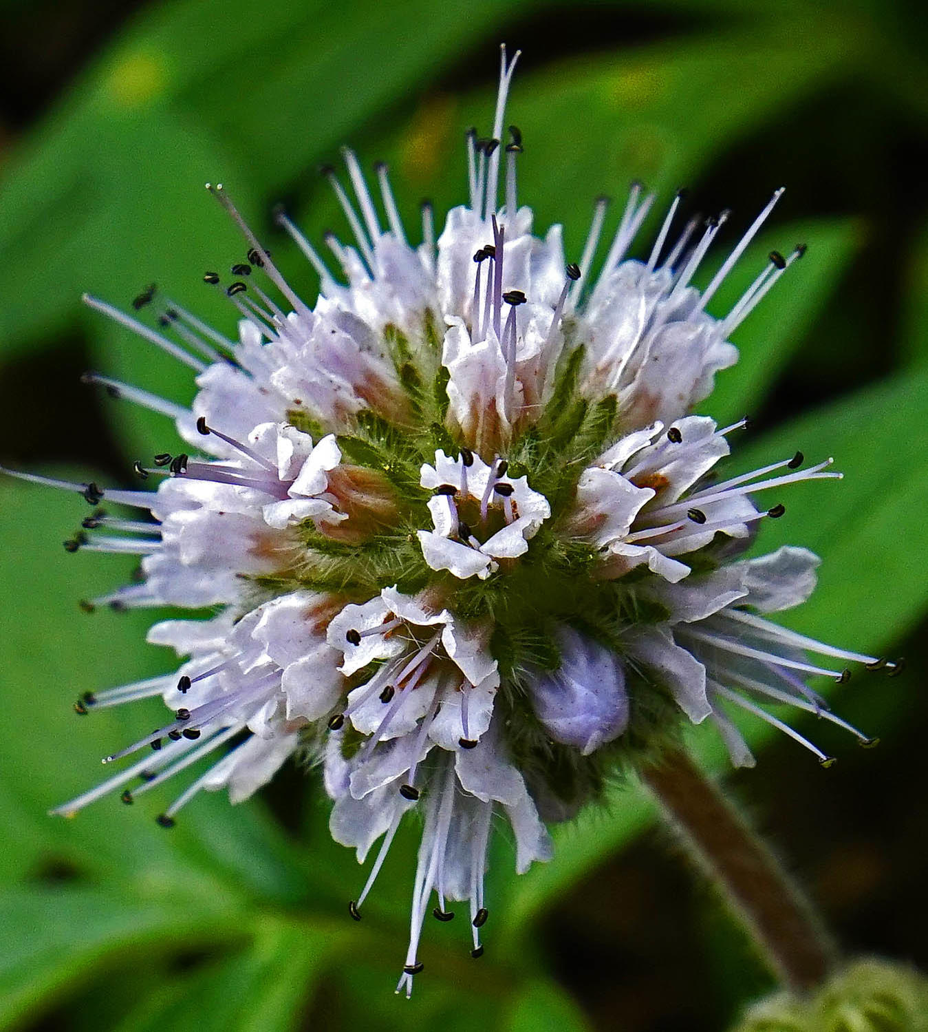 Ann Hubard Wildflower on the Cape Horn Trail