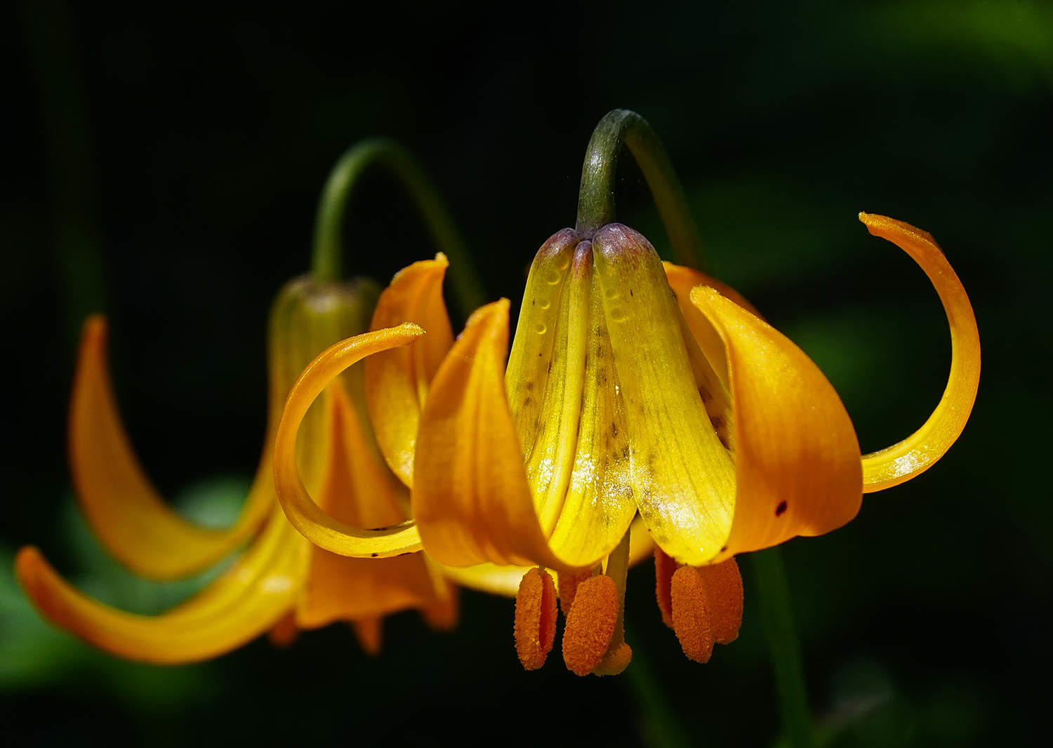 Ann Hubard - Tiger lily along Wahkeena Falls Loop