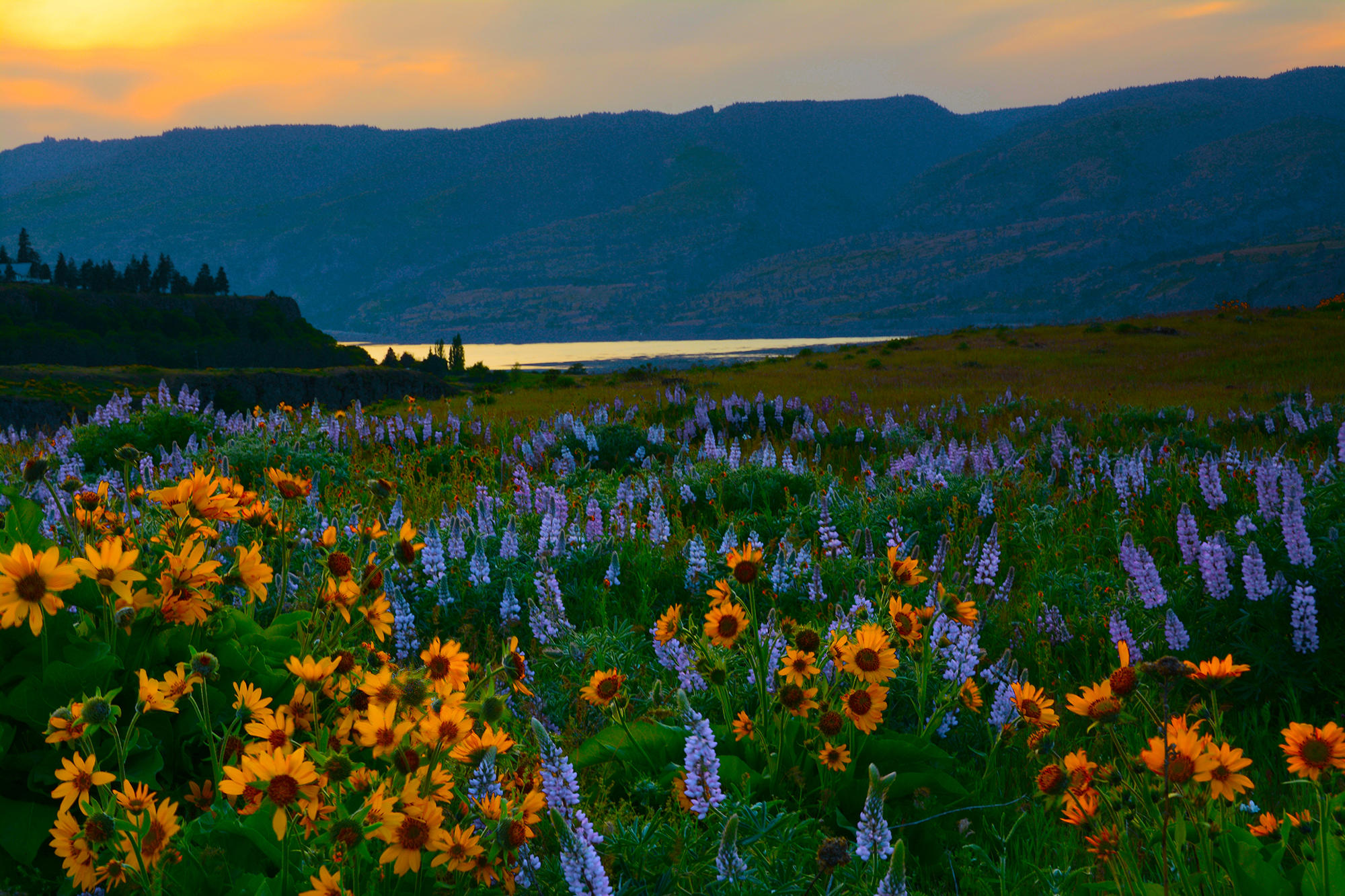 Michel Hersen - Wildflowers at Rowena Crest, sunset