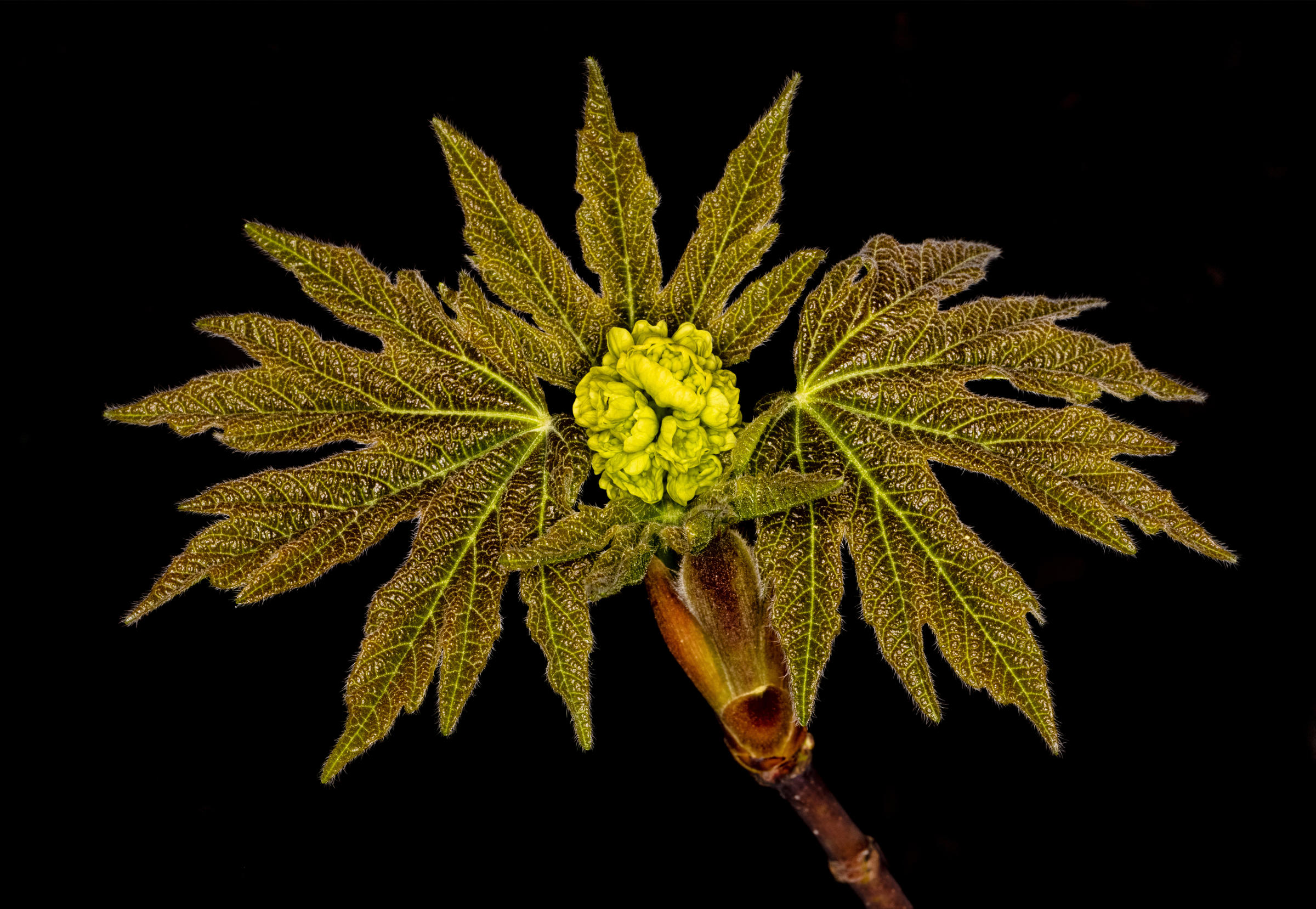 Don Jacobson - Bigleaf Maple