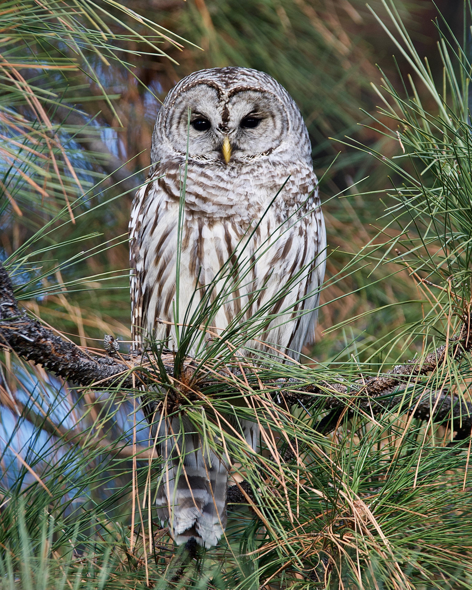 Heidi Cardoza - Barred Owl at Mayer State Park