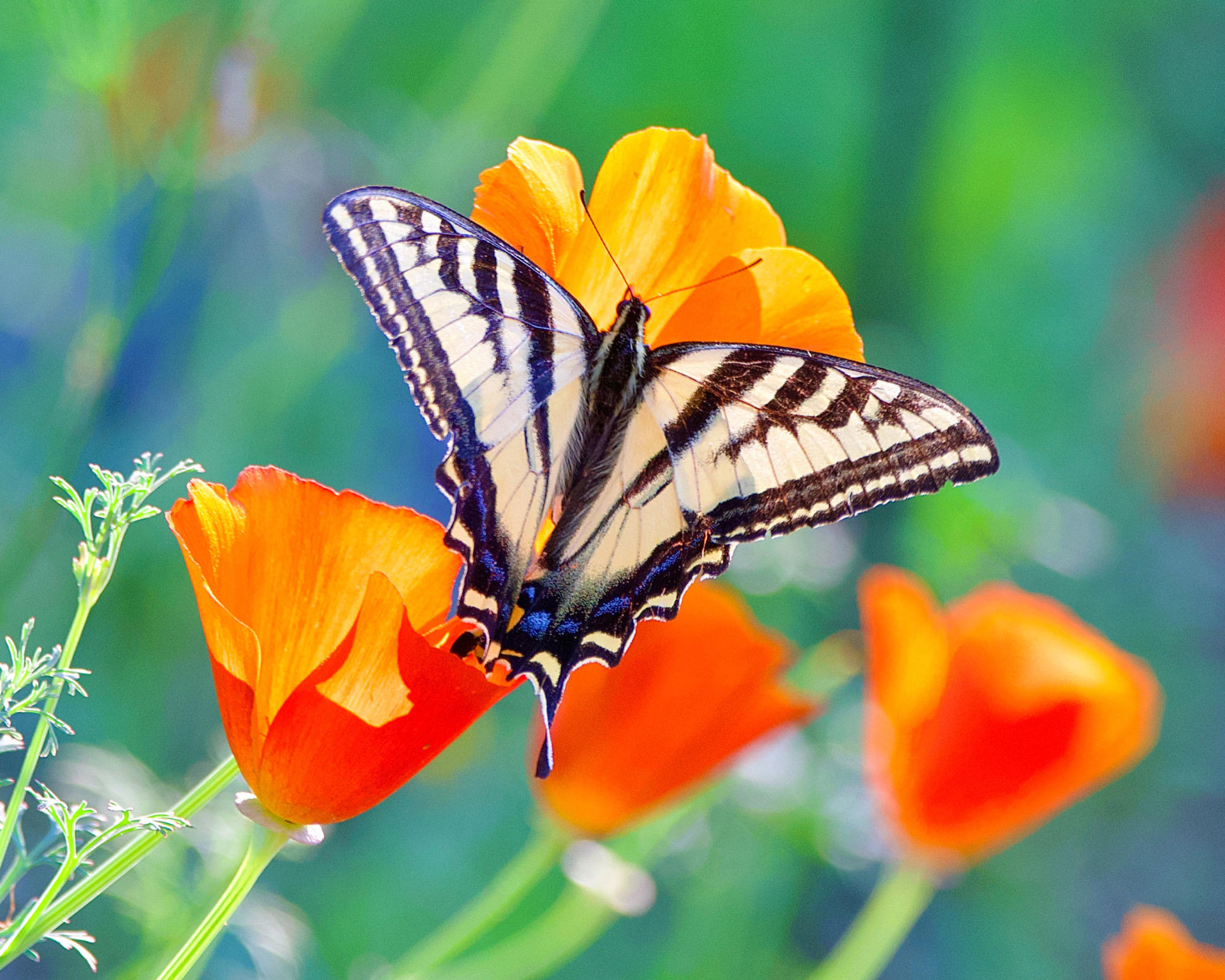 Heidi Cardoza - Western Tiger Swallowtail resting on poppies