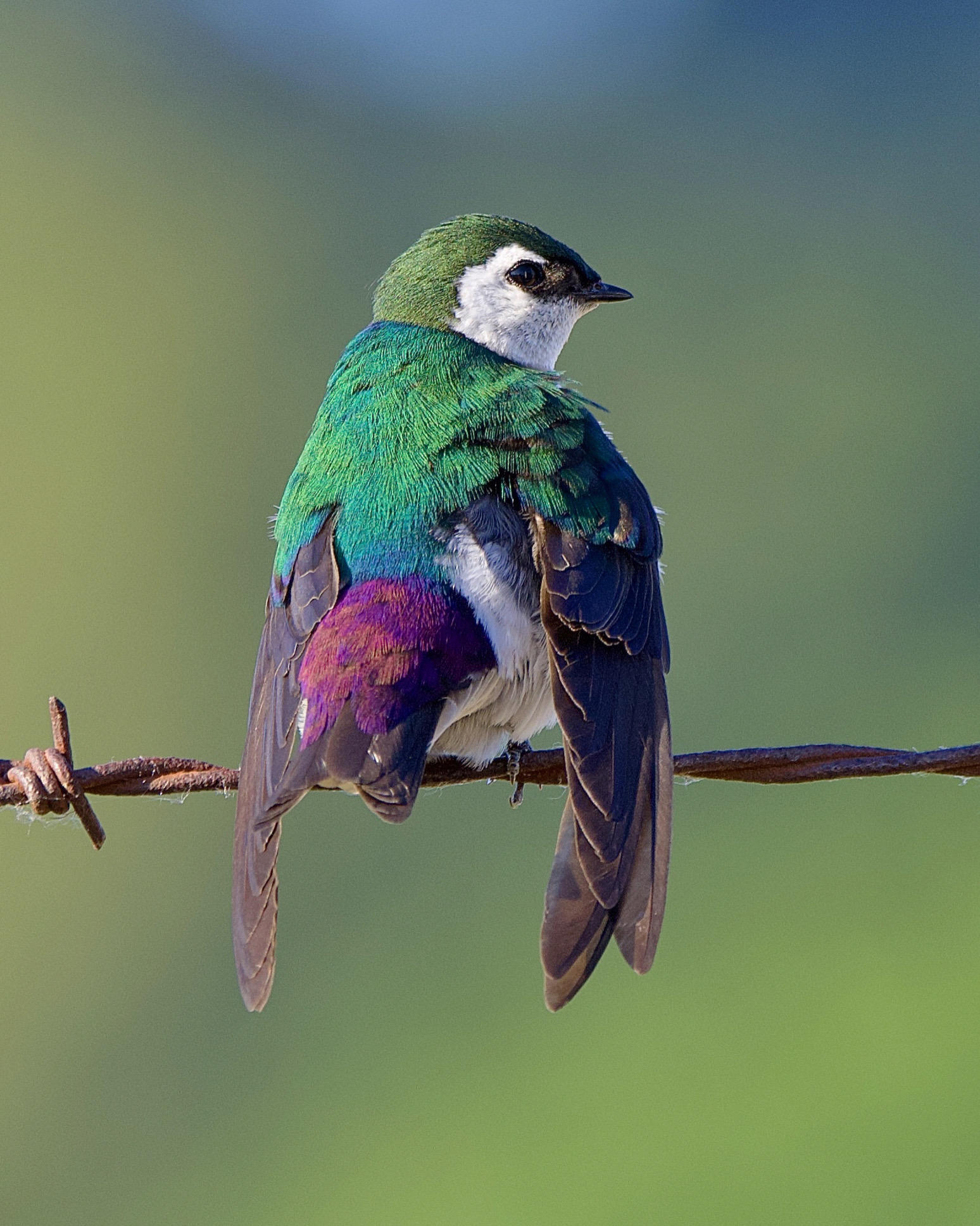 Heidi Cardoza - Violet-green Swallow in Hood River