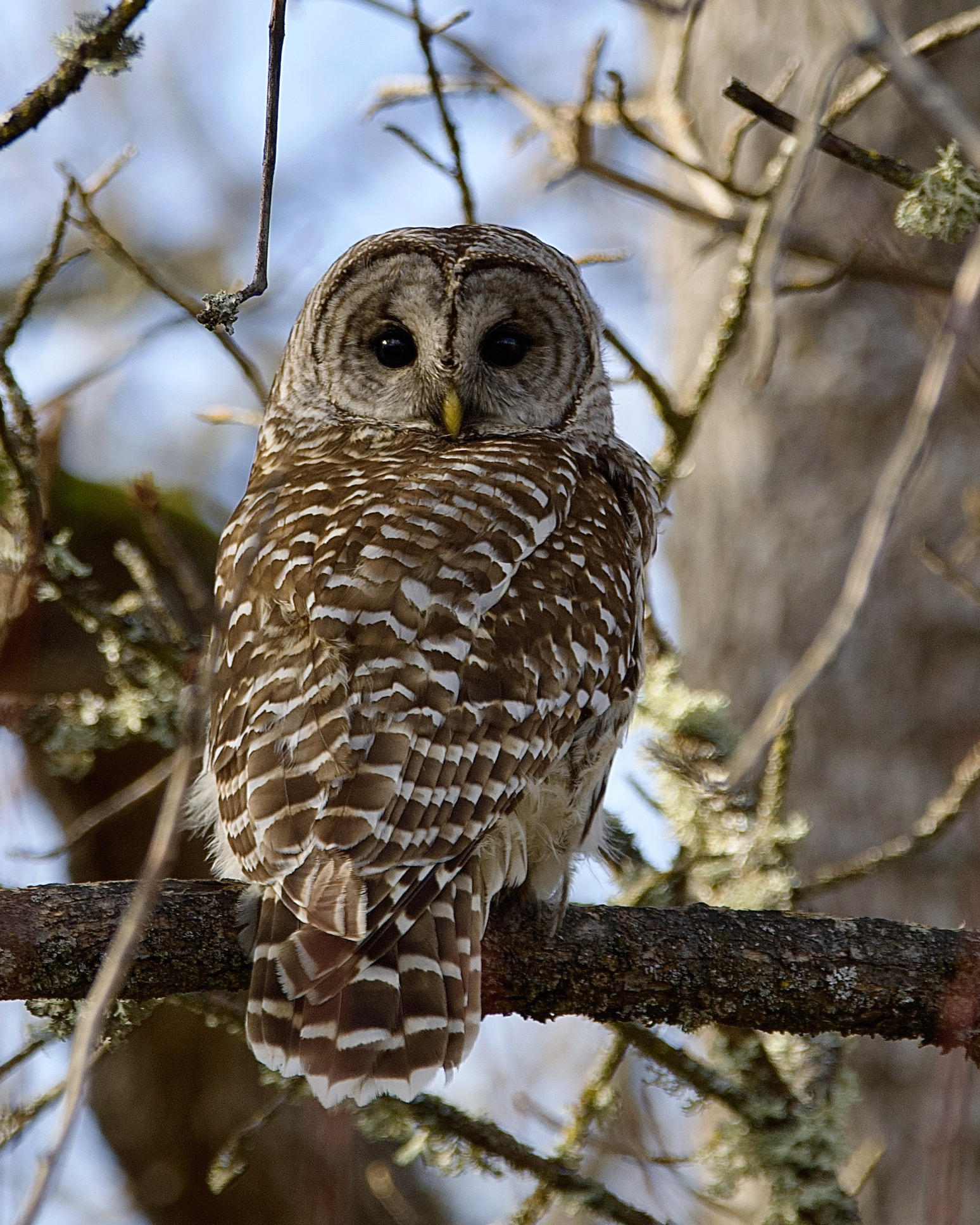 Heidi Cardoza - Barred Owl in Rowena