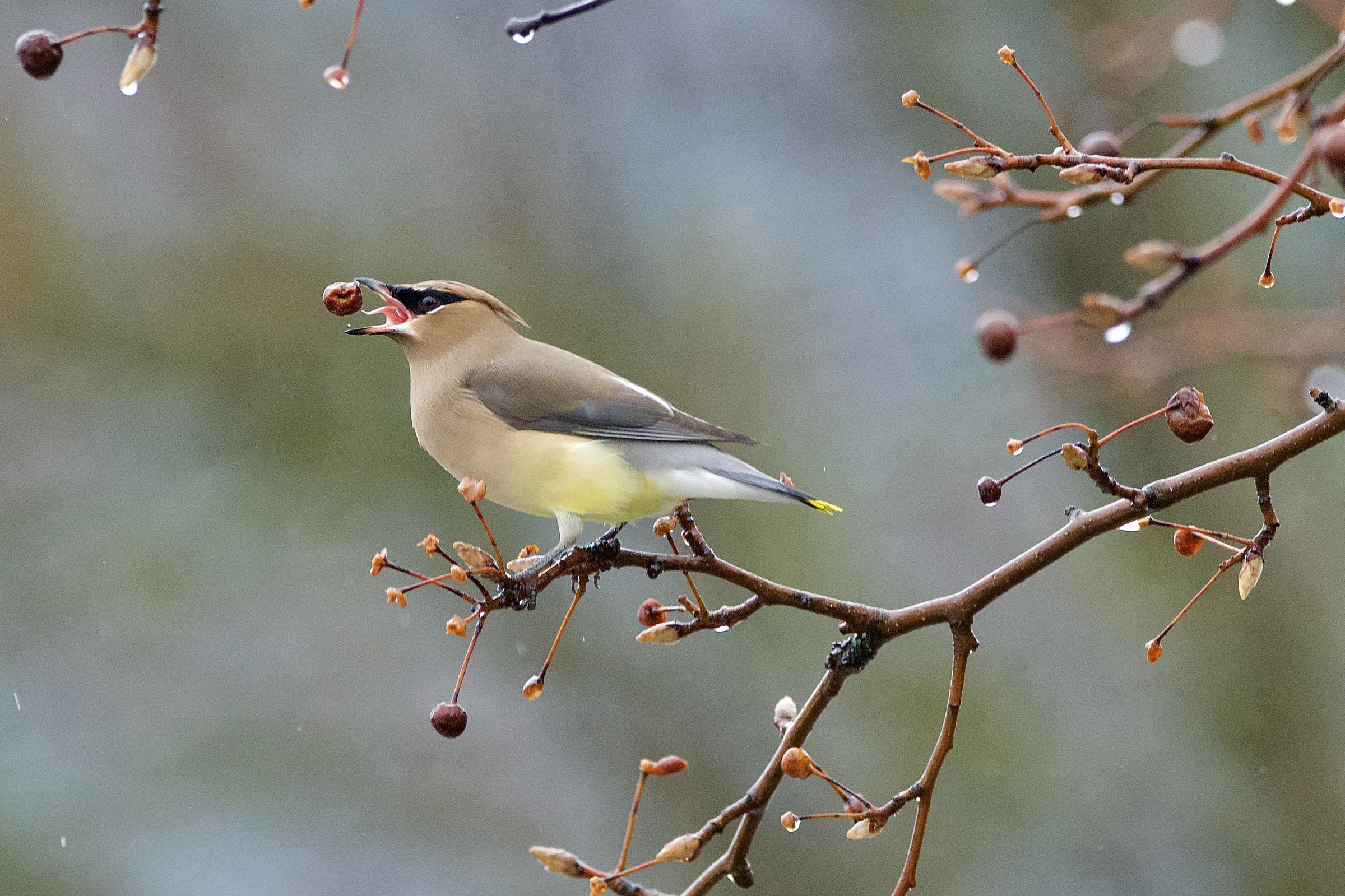 Honorable mention - Heidi Cardoza - Cedar waxwing