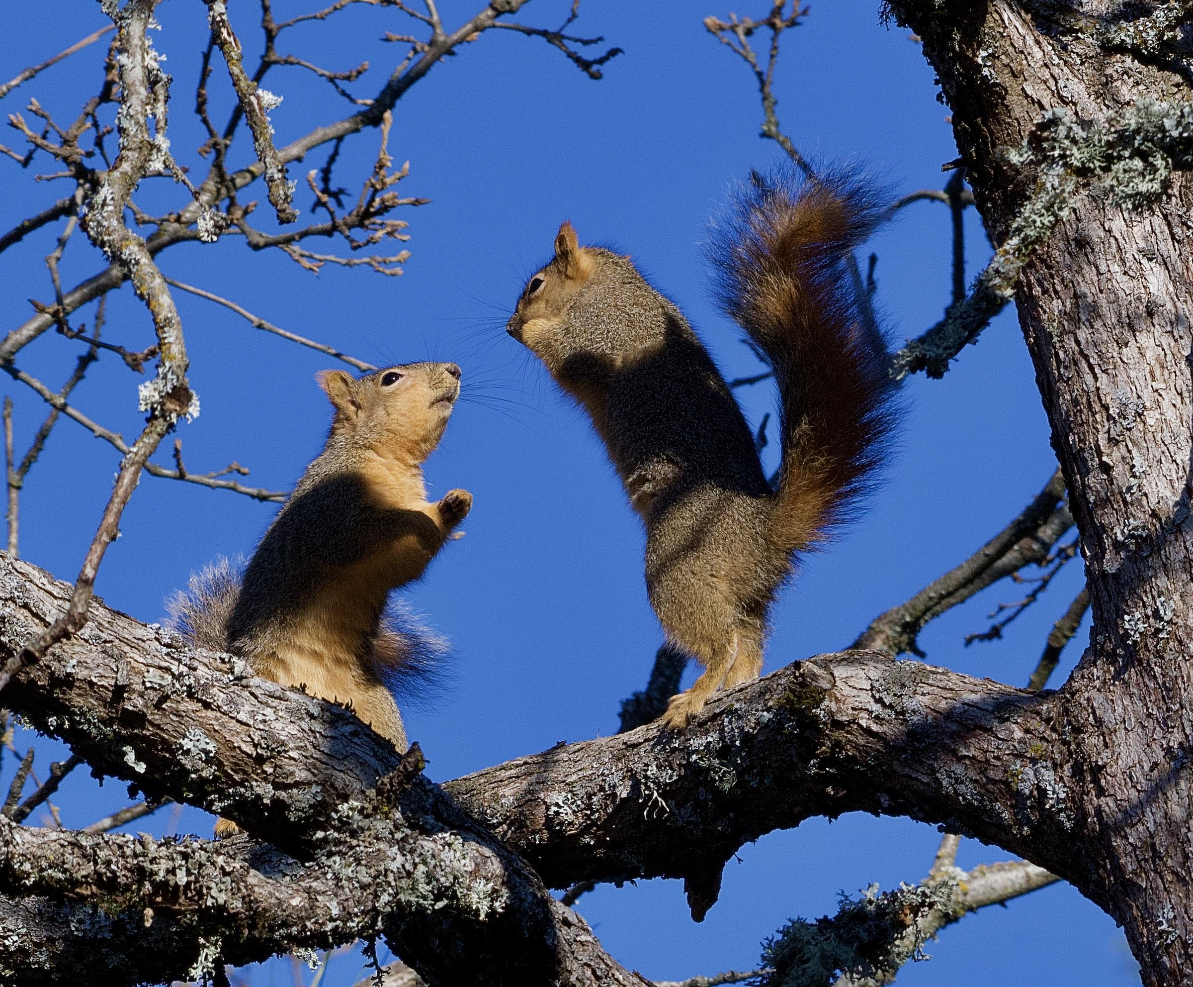 Heidi Cardoza - Dancing Fox Squirrels