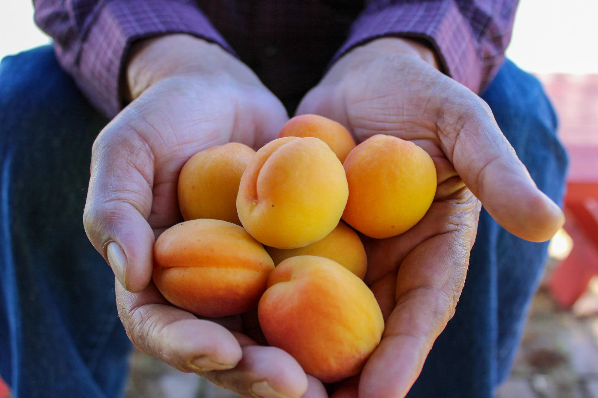 Grand Prize winner Jesenia Robles - Hands with apricots