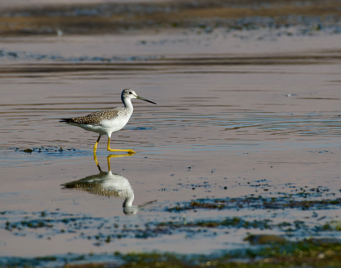 Honorable Mention Greater Yellow Legs bird