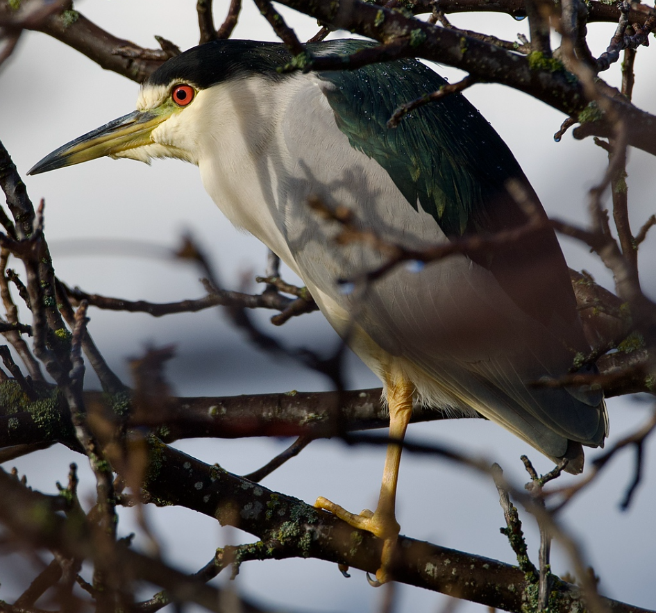 Honorable Mention_Black Crowned Night Heron in Hood River