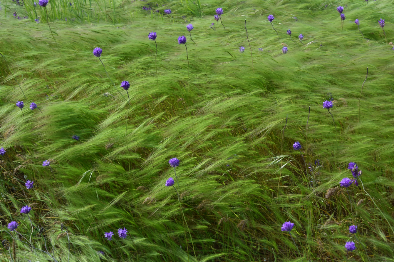 Honorable Mention - purple flowers in tall grasses