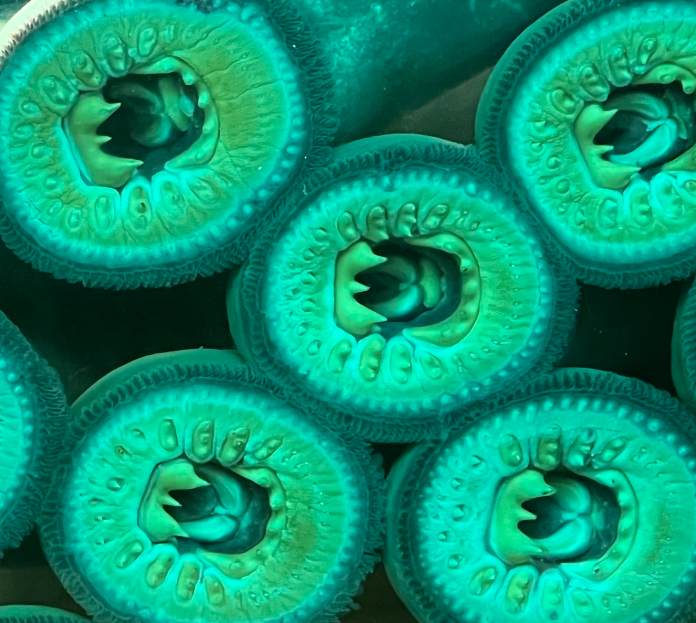 Honorable Mention Lampreys against glass at Bonneville Dam viewing area