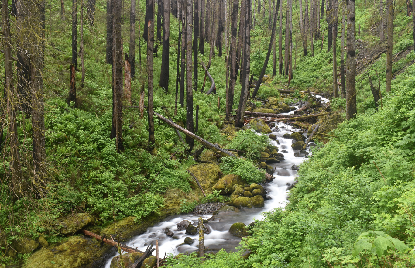 Honorable mention Multnomah Creek