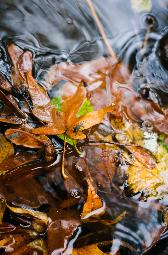 Honorable Mention leaves and water at Horsetail Falls