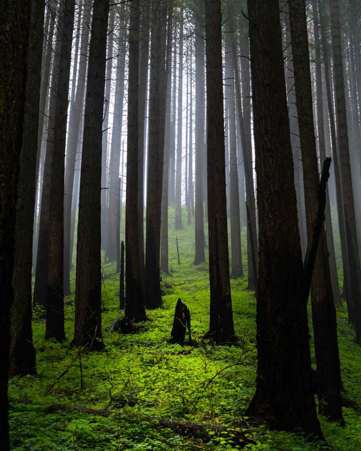 Scenic Western Gorge winner forest scene Wahkeena Falls Loop trail