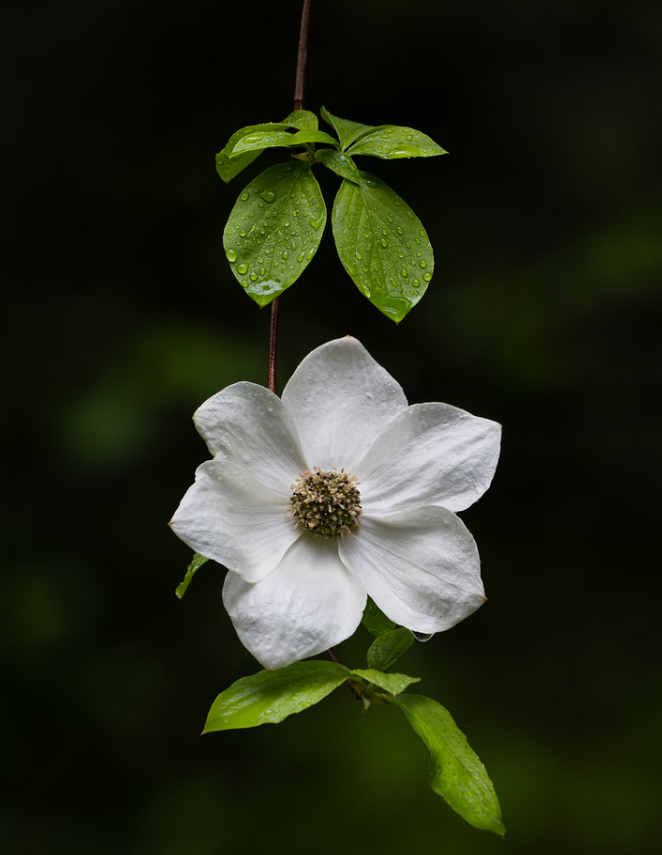 Wildflowers and Other Flora winner Dogwood bloom on Weldon Wagon trail