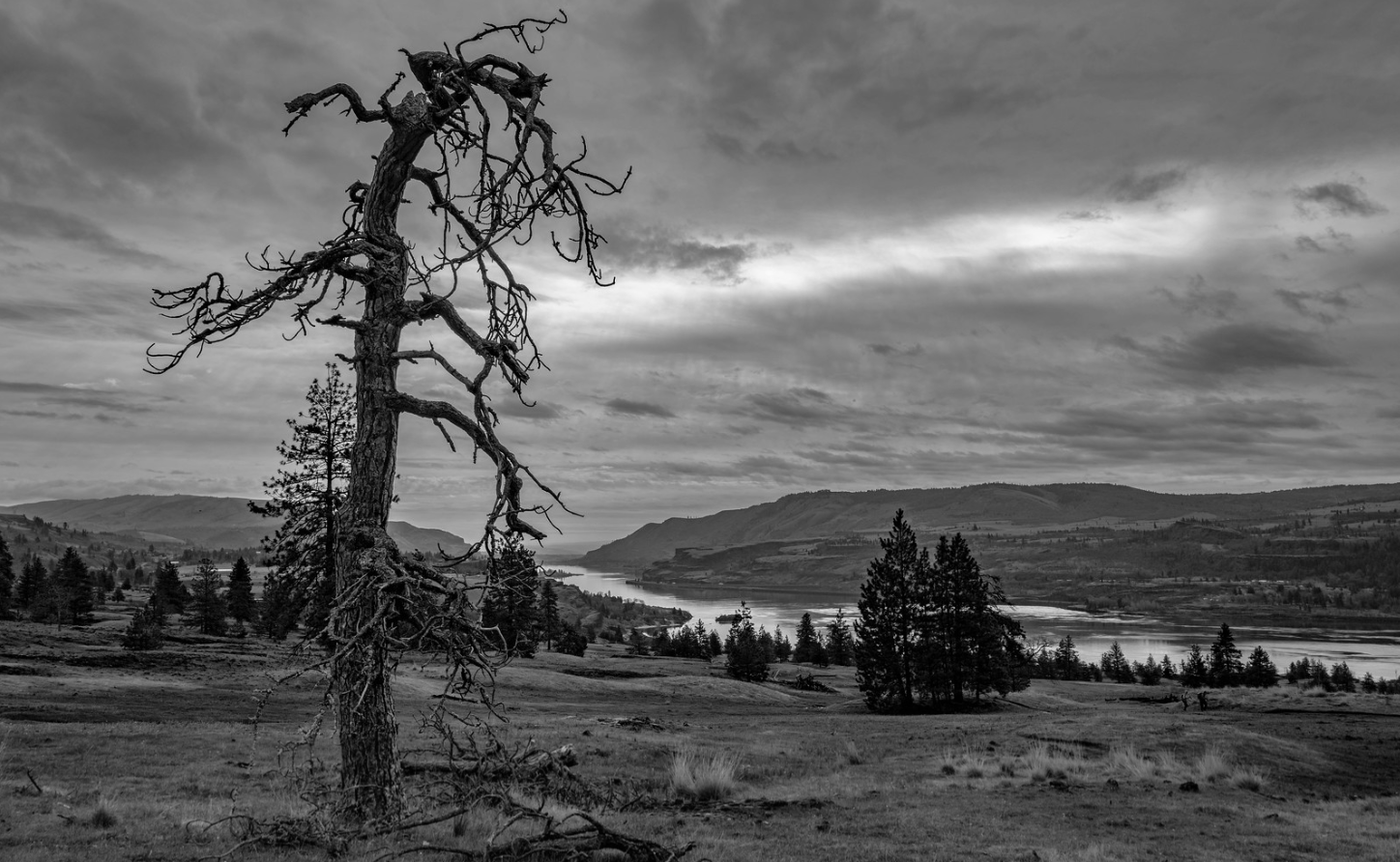 Christensen Jeff finalist ponderosa pine at Catherine Creek