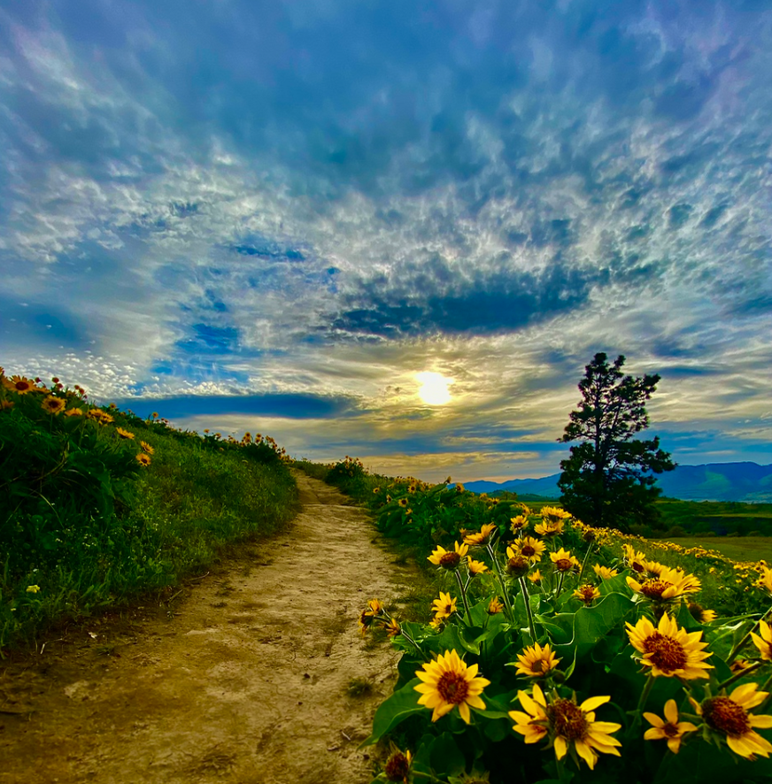 Park Ken finalist Sunset along trail with balsamroot