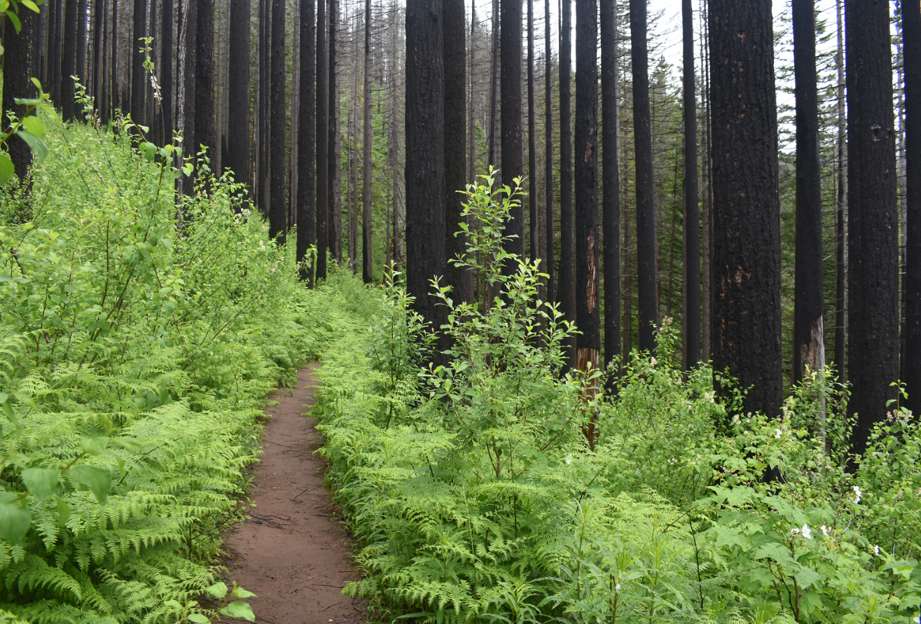 Christianson Scott finalist Wahkeena Falls trail scene with charred trees