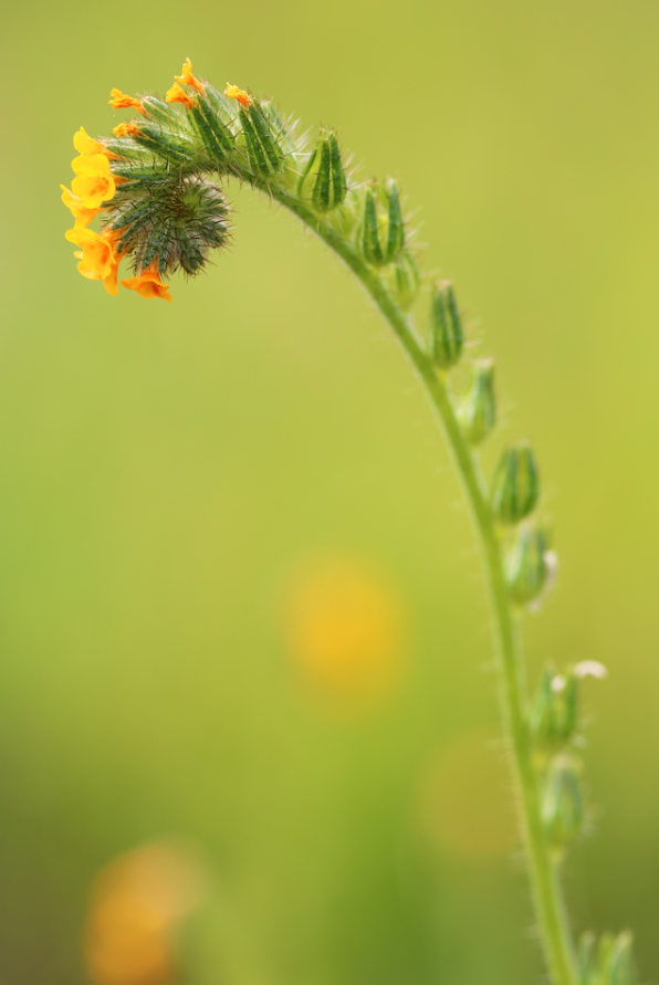 Kirkland Bill finalist Tarweed fiddleneck flower