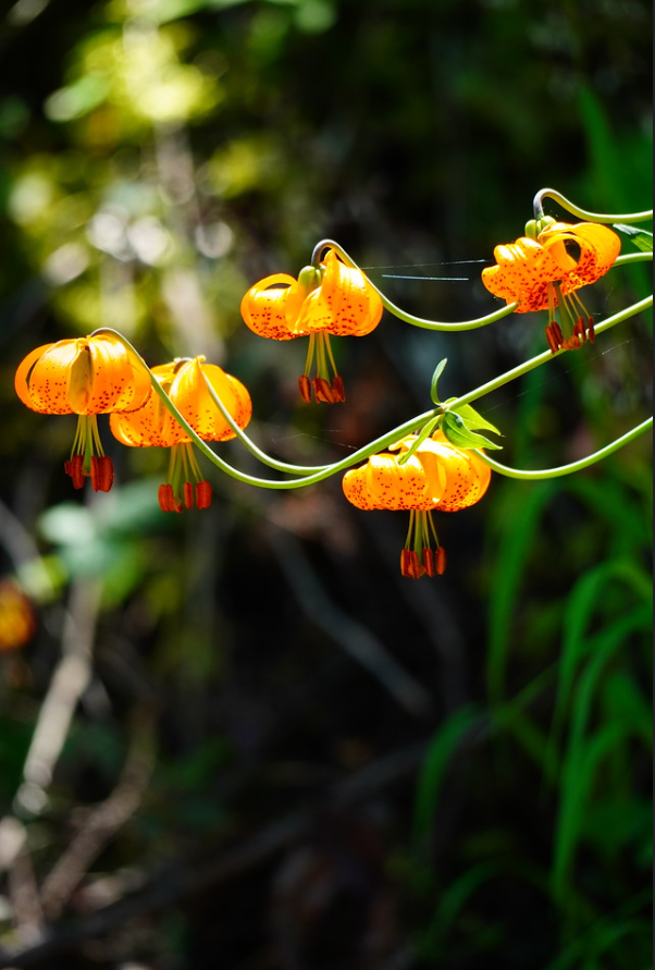 Bair Judy finalist five tiger lilys in bloom