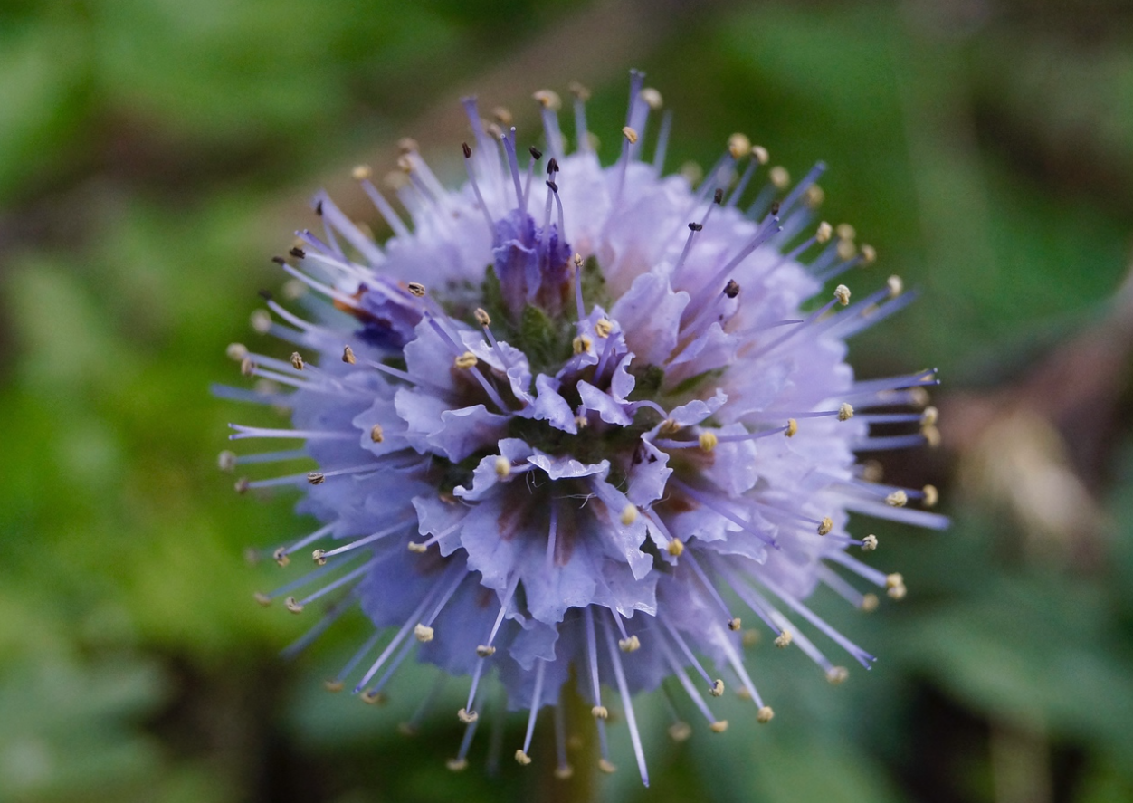 Dolan Laura finalist waterleaf flower