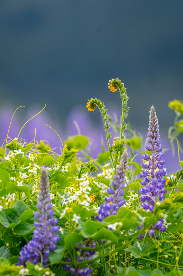 Marshall Petar finalist wildflowers Columbia Gorge