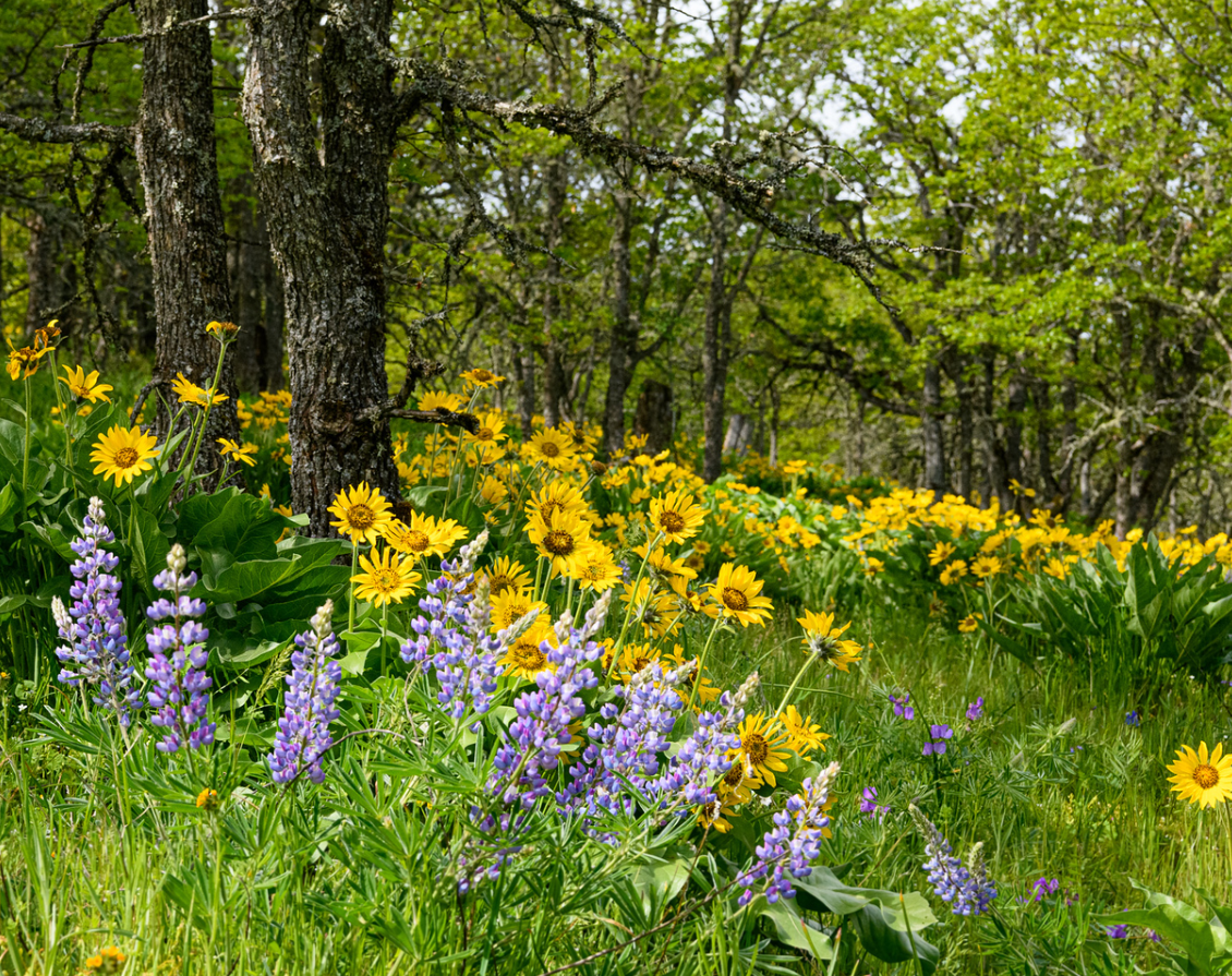 Taggares Sandra finalist balsamroot lupine oak habitat