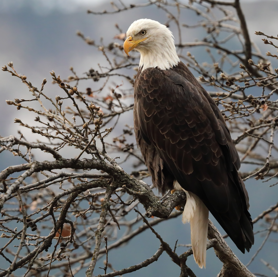 Kirkland Bill finalist bald eagle