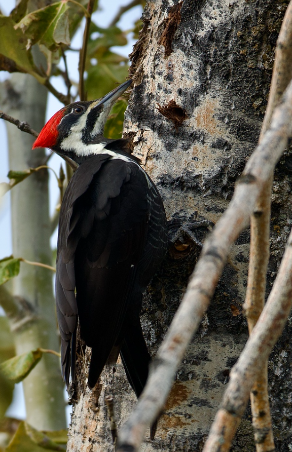 Cardoza Heidi finalist Female pileated woodpecker